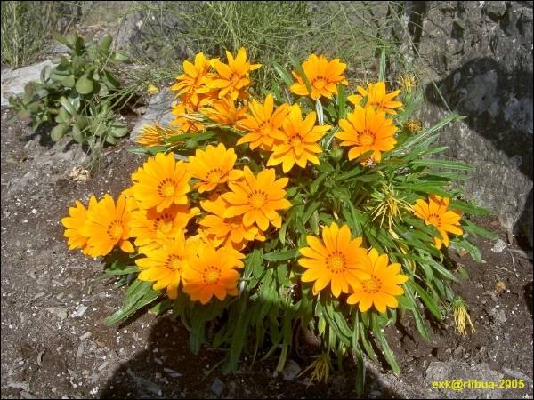 0233-cinqueterre-.jpg
