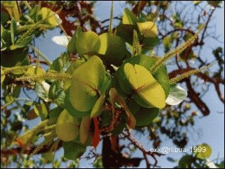 01-flowers.jpg
