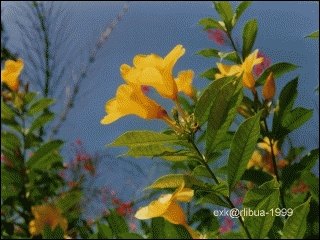 03-flowers.jpg
