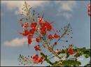 02-flowers.jpg