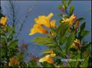 03-flowers.jpg