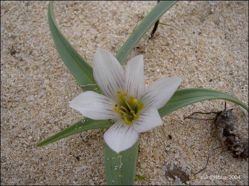 009_dessert_flower.jpg