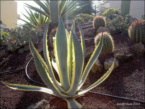 010_cactus.jpg