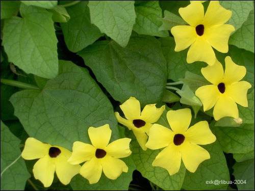 012_yellow_flowers.jpg