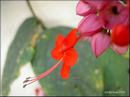 003_red_flower.jpg