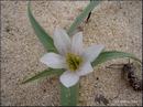 009_dessert_flower.jpg