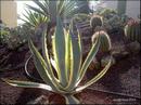 010_cactus.jpg