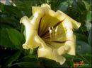 011_yellow_blossom.jpg