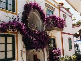 bougainvillea.jpg