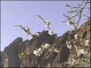 almond_blossoms.jpg