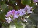blossoms.jpg