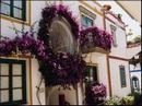 bougainvillea.jpg