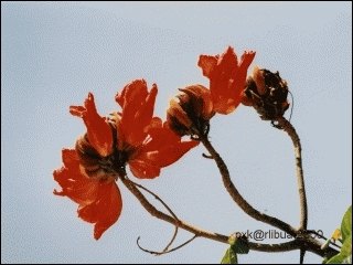 06-tuliptree.jpg
