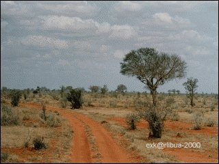 07-savanna.jpg