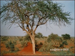 08-savanne.jpg