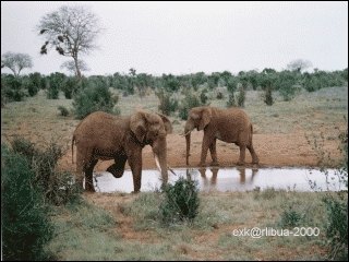 10-elefants.jpg