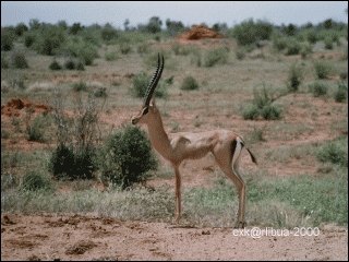 11-antilope.jpg
