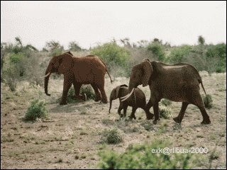 12-elefants.jpg