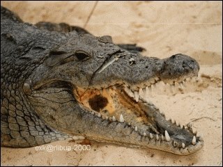 14-crocodil.jpg
