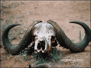 15-buffalohead.jpg