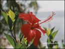 04-hibiscus.jpg