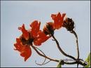 06-tuliptree.jpg