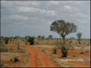 07-savanna.jpg