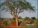 08-savanne.jpg