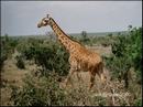 09-giraffe.jpg