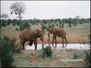 10-elefants.jpg