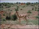 11-antilope.jpg