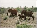 12-elefants.jpg