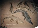 13-crocodils.jpg