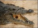 14-crocodil.jpg