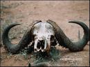 15-buffalohead.jpg