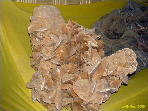 009_erfoud_037_fossilien_prot.jpg