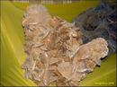 009_erfoud_037_fossilien_prot.jpg