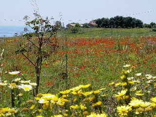 0284--catanzaro-mohnwiese.jpg.jpg