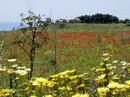 0284--catanzaro-mohnwiese.jpg.jpg
